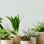 10 plantas de interior que son súper fáciles de mantener, ¡incluso si no tienes un pulgar para la jardinería!