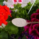 Hará que todas las flores del jardín o balcón florezcan sin parar: hazlo una vez al mes