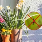 7 plantas aromáticas y hermosas para tener en el balcón: mantienen alejadas a las moscas y los mosquitos