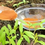 Fungicida natural para hortalizas y jardines, este ingrediente mantiene alejados a los insectos