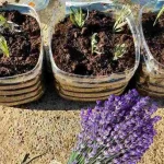 Lavanda, aquí se explica cómo propagarla y cultivarla a partir de esquejes: para que se reproduzca indefinidamente