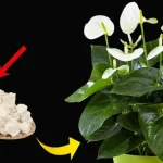 Lirio de la paz, solo con este ingrediente florece hasta 10 años seguidos