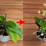 Después de hacer esto, todas tus orquídeas florecerán sin parar. Pruébalo.