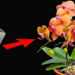 Úselo regularmente para plantas y tendrá flores y raíces fuertes: prosperando sin fin