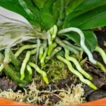 Una sustancia que hace florecer las raíces y las flores de las orquídeas durante todo el año: muy exuberante