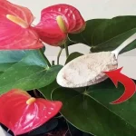 Anthurium, un puñado es suficiente para que florezca como nunca: te dura años