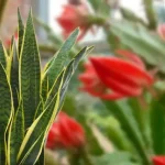 Lengua de suegra, colócala aquí: el lugar ideal para que florezca y dure mucho tiempo