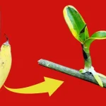 Cómo propagar una orquídea, una cáscara de plátano es suficiente, muy simple