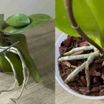 Abundantes flores y raíces de la orquídea si haces este proceso una vez al mes