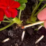 Fósforos en las plantas, por qué los jardineros comenzaron a hacerlo: la verdadera razón