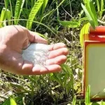 Un puñado de este ingrediente regenerará todo el jardín durante 4 estaciones