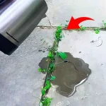 Weeds in the driveway, here’s the brilliant trick to eliminate them instantly