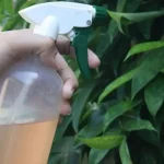 Natural y barato, el insecticida casero que todos los parásitos odian