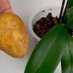 Orquídeas, el secreto para un crecimiento rápido y saludable revelado: solo haz esto