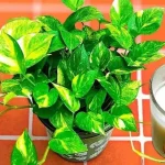 Fertilizante natural que hace crecer todas las plantas: lo puedes encontrar directamente en la cocina