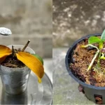 Orquídea podrida y moribunda, una cucharada de esta es suficiente para revivirla en 1 momento