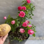 Deja 1 patata en la planta durante la noche: al día siguiente encontrarás algo único