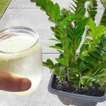 Zamioculcas, 1 taza al día es suficiente para que crezca sana y exuberante