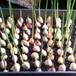 Ajo, con este método lo multiplicas hasta el infinito – lo hacen los jardineros