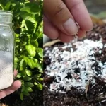 Una bomba natural para las plantas, simplemente viértela en el suelo para devolverles la vida.