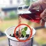 No tardarás mucho en ver tus exuberantes plantas en unas pocas horas.