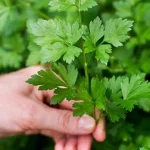 Cultivar perejil, pocas reglas pero imprescindible para triunfar