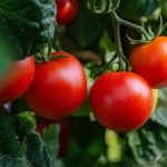 Tomates Más Grandes y Jugosos: Prueba este método, es natural y efectivo