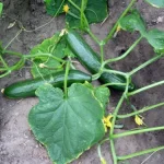 20 Mistakes to Avoid When Planting Cucumbers