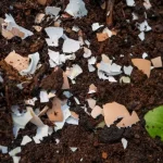 20 homemade fertilizers whose ingredients you already have at home