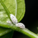 3  Effective Methods to Combat Mealybugs on Plants