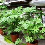 3 varieties of geraniums to plant in your garden to repel mosquitoes