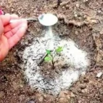 30 Awesome and Unique Uses for Baking Soda in the Garden