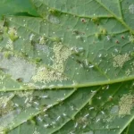 4 Natural Baking Soda Remedies to Combat Aphids