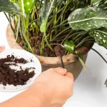 5 Natural Fertilizers for Your Seedlings: Easily Boost the Growth of All Your Plants