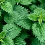 7 “Weeds” to Cook at Least Once in Your Life (Including Nettle)