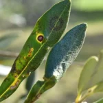 7 enfermedades comunes del olivo: ¿cómo identificarlas?