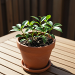 A Simple and Effective Way to Grow Cloves at Home for Natural Fragrance
