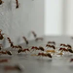 Ants in the house, where do they come from: they come out right from here