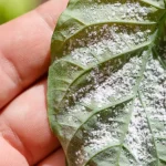 Aphids and scale insects disappear instantly with this natural pesticide