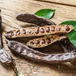 Carob:  a hidden treasure in our garden