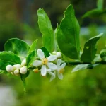 Come prendersi cura della pianta di limoni quando inizia a fiorire