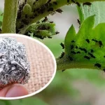 Cómo alejar a los insectos de las plantas