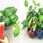 Cómo alimentar a las orquídeas: el método natural y efectivo