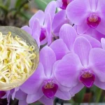 Cómo alimentar las plantas con brotes de soja
