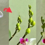 Cómo alimentar orquídeas con ingredientes naturales