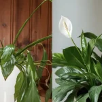 Cómo aumentar la floración de Spathiphyllum