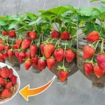 Cómo cultivar fresas en macetas en el balcón.