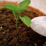 Cómo curar la planta de pimiento en deficiencia de nutrientes