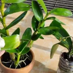 Cómo desempolvar plantas: dos métodos fáciles con ingredientes naturales