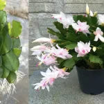 Cómo enraizar esquejes con ingredientes naturales: el remedio casero